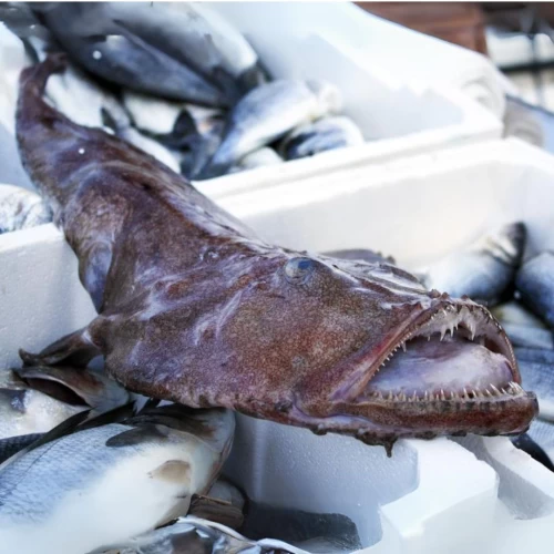 Monkfish (Whole or Headless)