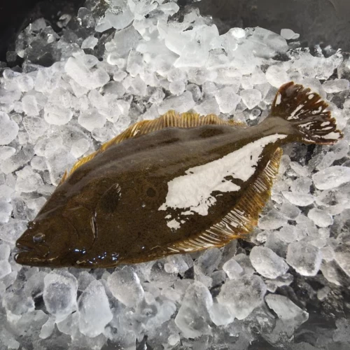 Halibut