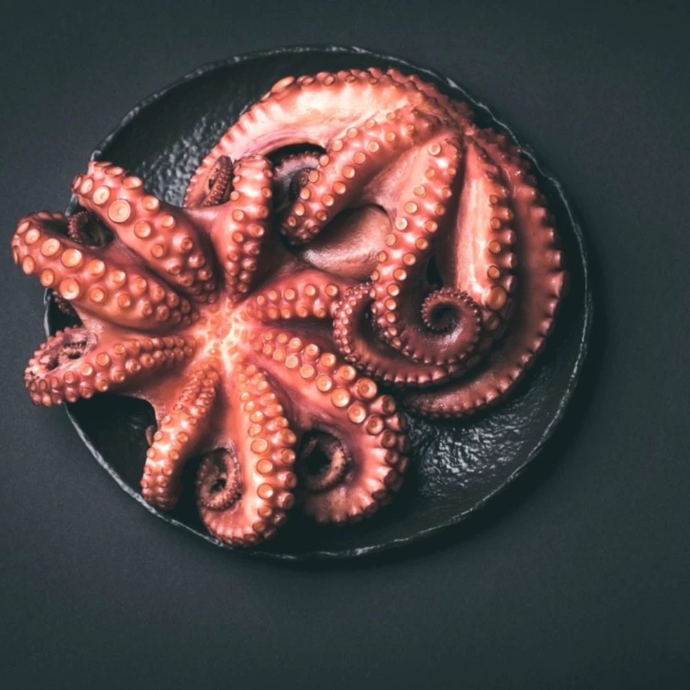 wholesale frozen octopus