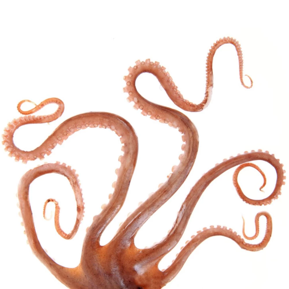 arrow tentacles