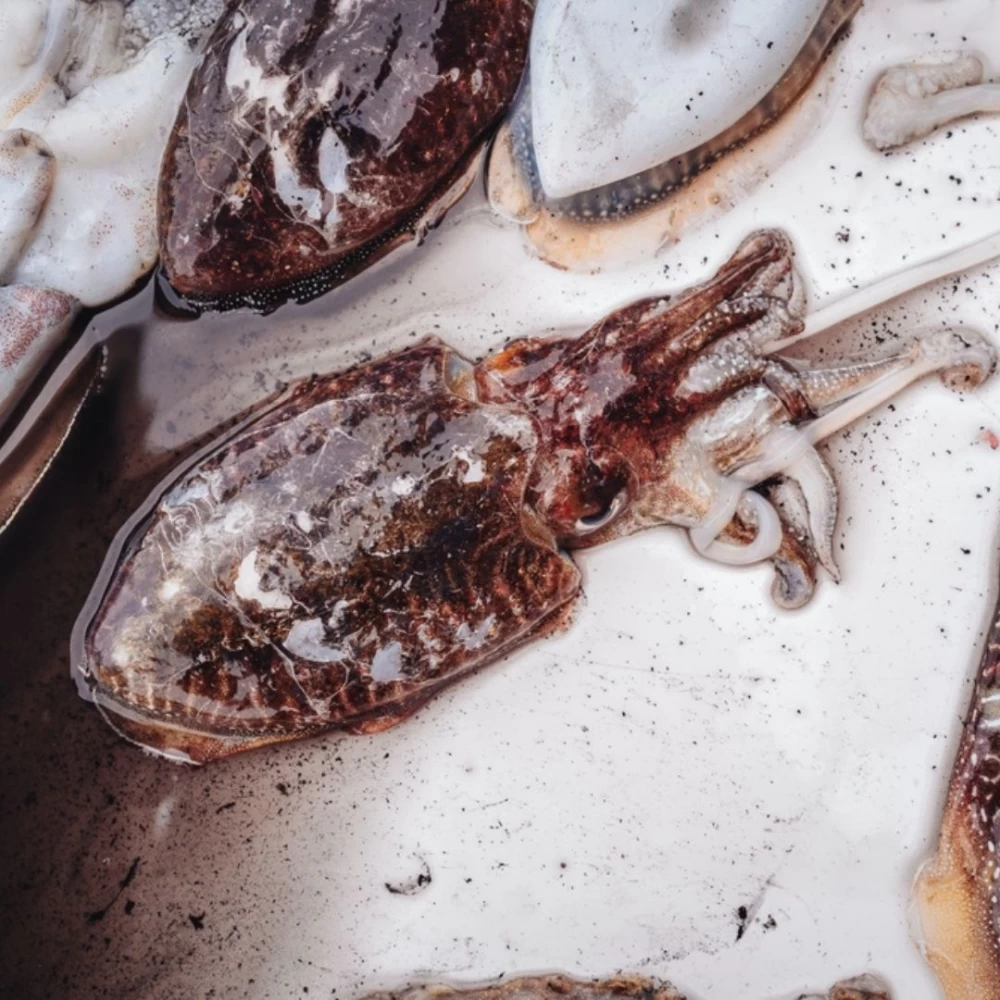 Greek Cuttlefish