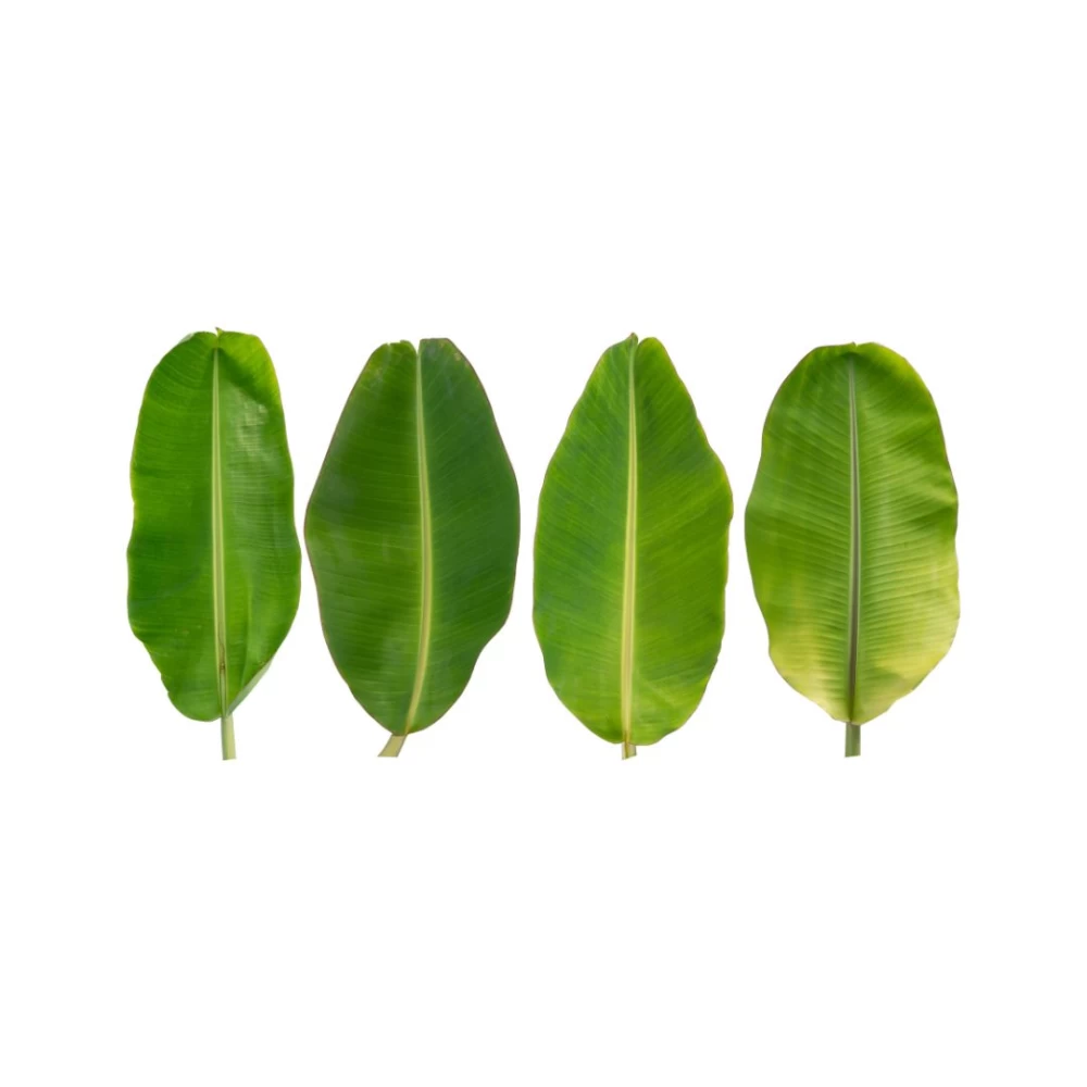 Banana Leaves