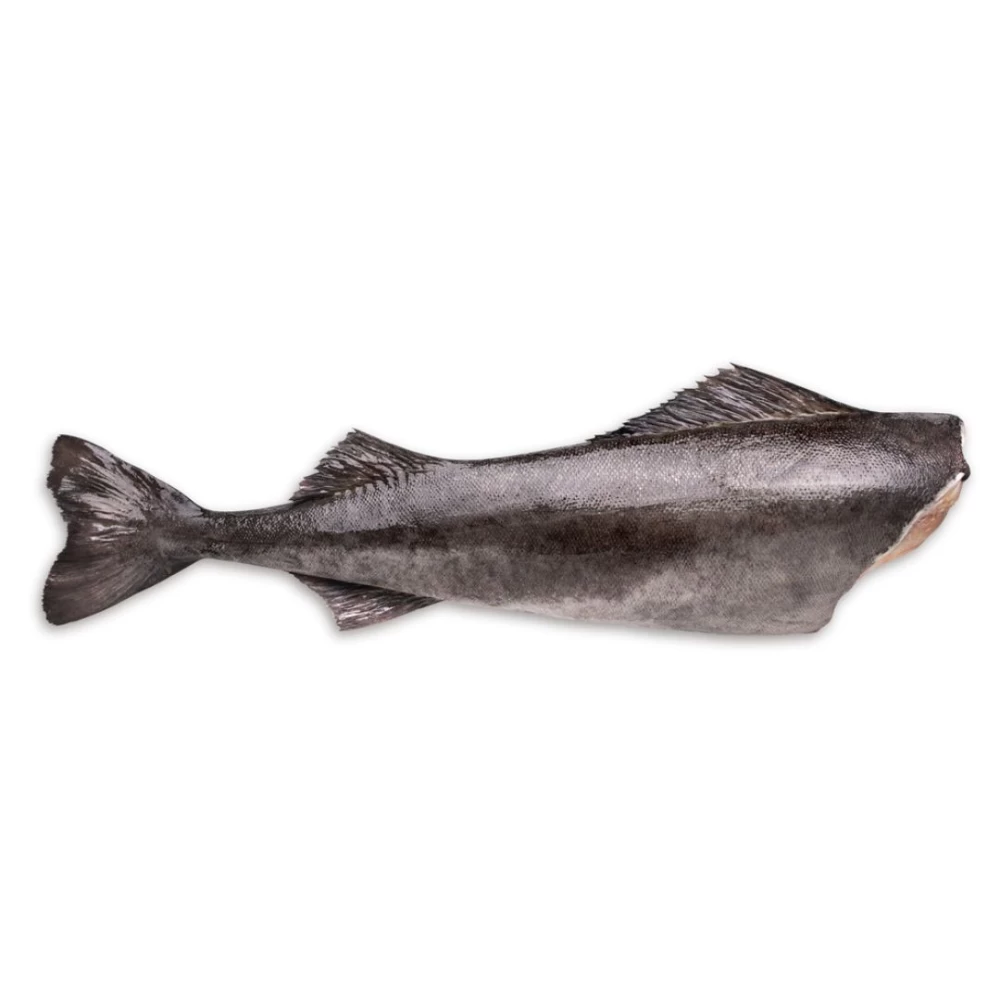 black cod